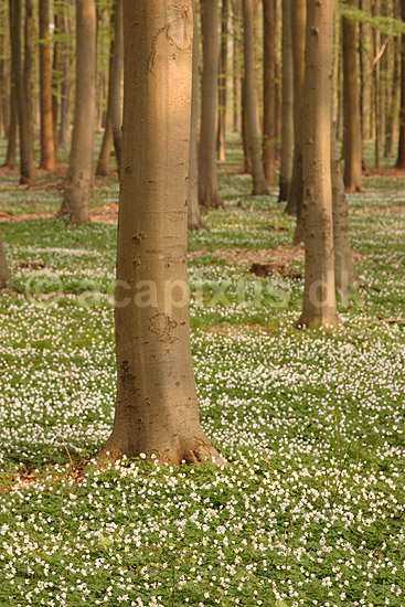 Anemoner. Hvide anemoner i skovbunden i b�geskov i J�gersborg Hegn; Anemone nemorosa; J�gersborg Hegn; ; ; planter; Ranunkel-familien, Ranunculaceae, Ranunkel-ordenen, Ranunculales, blomster, for�r, b�g, b�getr�, b�getr�er