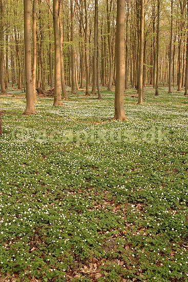 Anemoner. Hvide anemoner i skovbunden i b�geskov i J�gersborg Hegn; Anemone nemorosa; J�gersborg Hegn; ; ; planter; Ranunkel-familien, Ranunculaceae, Ranunkel-ordenen, Ranunculales, blomster, for�r, b�g, b�getr�, b�getr�er