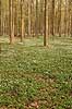  Anemone nemorosa J�gersborg Hegn   plants 