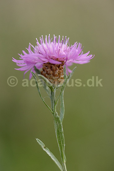 Knopurt. Almindelig Knopurt; Centaurea jacea; Klint; ; ; planter; Kurveblomst-familien, Asteraceae, Compositae, R�rhannede, Asteranae