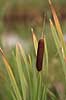 Typha latifolia Tisvilde   plants 