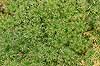  Myriophyllum spec. Tisvilde   plants 