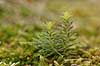   Tisvilde   plants 