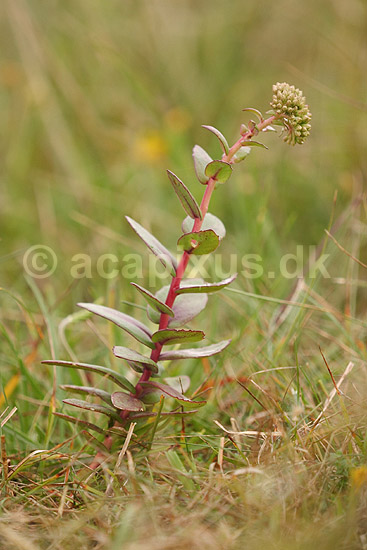Sankt Hansurt. Almindelig Sct. Hansurt; Sedum telephium; Klint; ; ; planter; Stenurt, Stenurter, Stenurt-familien, Crassulaceae