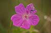  Geranium sanguineum Klint   plants 