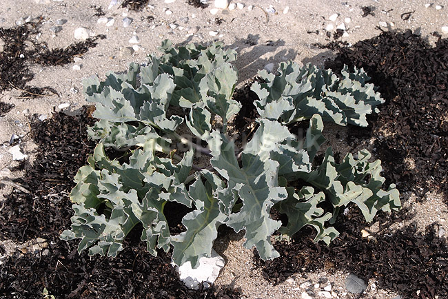 Strandk�l; Crambe maritima; Klint; ; ; planter; Korsblomst-familien, Crusiferae, Brassicaceae, Capparales