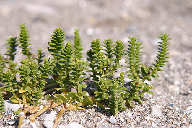 Strandarve. Almindelig strandarve; Honckenya peploides; Klint; ; ; planter; Nellike-familien, Caryophyllaceae, Caryophyllales
