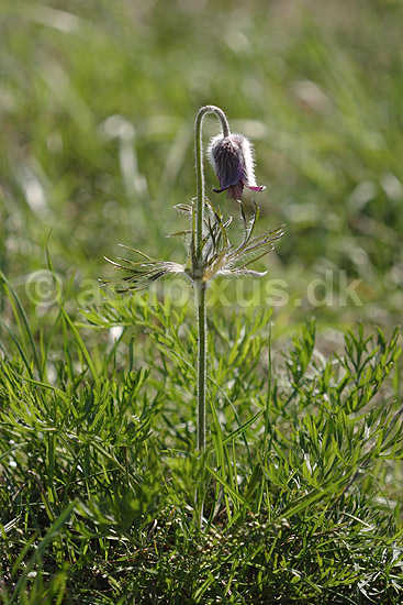 Kobj�lde. Nikkende Kobj�lde; Pulsatilla pratensis; Klint; ; ; planter; Ranunkel-familien, Ranunculaceae, Ranunculales, kobj�lder, blomster