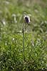  Pulsatilla pratensis Klint   plants 