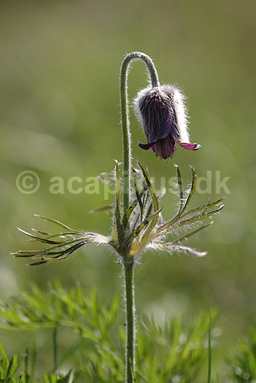 Kobj�lde. Nikkende Kobj�lde; Pulsatilla pratensis; Klint; ; ; planter; Ranunkel-familien, Ranunculaceae, Ranunculales, kobj�lder, blomster