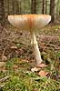  Amanita muscaria    fungi 