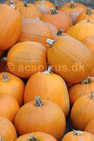 Gr�skar. Gr�skar til Halloween udstilling i Tivoli; Cucurbita pepo; ; ; ; planter; Gr�skar-familien, Cucurbitaceae, Viol-ordenen, Violales