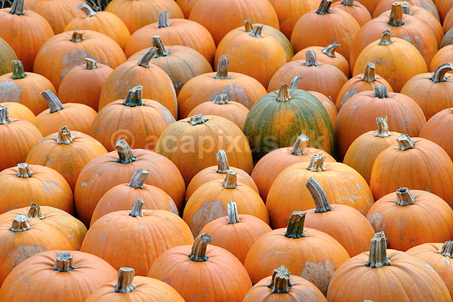Gr�skar. Gr�skar til Halloween udstilling i Tivoli; Cucurbita pepo; ; ; ; planter; Gr�skar-familien, Cucurbitaceae, Viol-ordenen, Violales