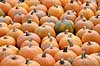  Cucurbita pepo    plants 