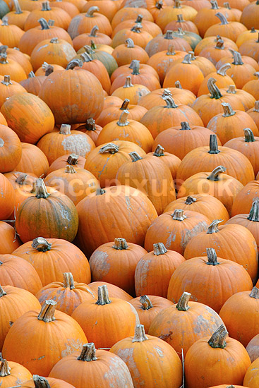 Gr�skar. Gr�skar til Halloween udstilling i Tivoli; Cucurbita pepo; ; ; ; planter; Gr�skar-familien, Cucurbitaceae, Viol-ordenen, Violales