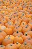  Cucurbita pepo    plants 