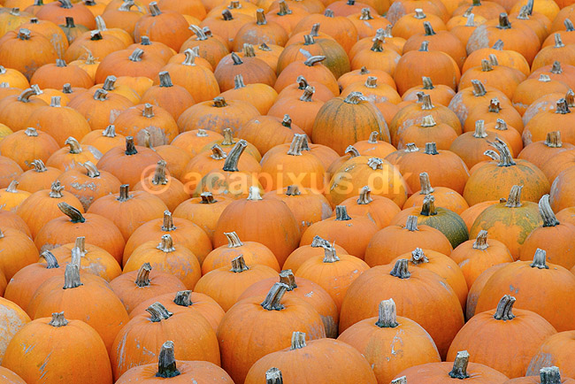 Gr�skar. Gr�skar til Halloween udstilling i Tivoli; Cucurbita pepo; ; ; ; planter; Gr�skar-familien, Cucurbitaceae, Viol-ordenen, Violales