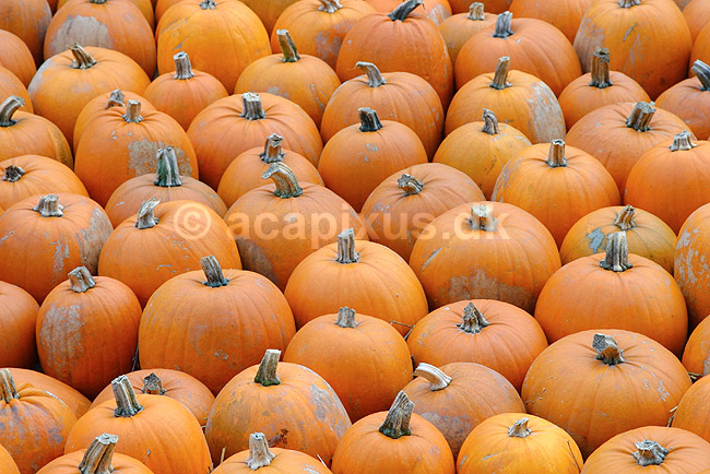 Gr�skar. Gr�skar til Halloween udstilling i Tivoli; Cucurbita pepo; ; ; ; planter; Gr�skar-familien, Cucurbitaceae, Viol-ordenen, Violales