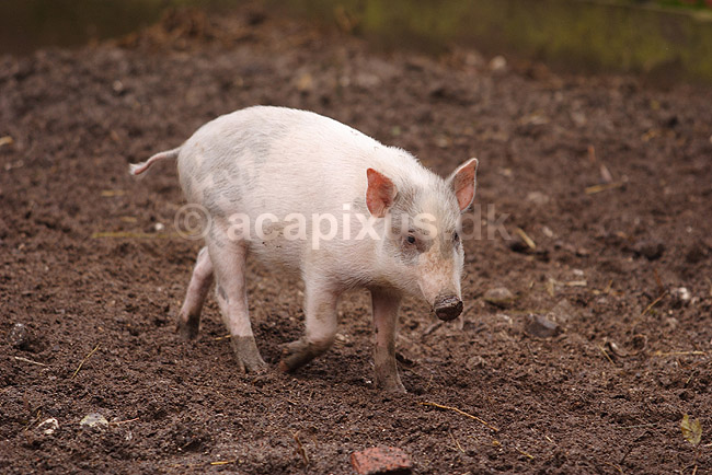 Hybrid-grisling. Grisling af krydsning mellem hjortesvin og tamsvin; Babyrousa babyrussa X Sus domestica; Zoologisk Have / K�benhavn; Danmark; ; pattedyr; Svin, Suidae, Parrett�ede hovdyr, Artiodactyla, gris, grisse, grislinger, gris, grisse, pattegris, pattegrise, krydsning, krydsninger, hybrider, hybridisering, avl, svineavl, genetik, genetisk, nedarvning, sensation, arter, arvelighed, arvelighedsl�re, sensation, sensationer