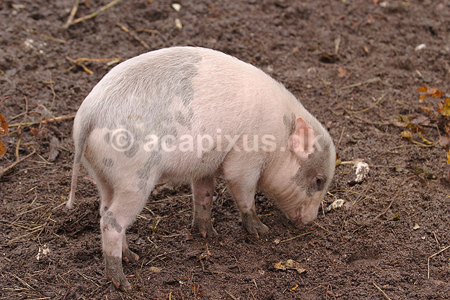 Hybrid-grisling. Grisling af krydsning mellem hjortesvin og tamsvin; Babyrousa babyrussa X Sus domestica; Zoologisk Have / K�benhavn; Danmark; ; pattedyr; Svin, Suidae, Parrett�ede hovdyr, Artiodactyla, gris, grisse, grislinger, gris, grisse, pattegris, pattegrise, krydsning, krydsninger, hybrider, hybridisering, avl, svineavl, genetik, genetisk, nedarvning, sensation, arter, arvelighed, arvelighedsl�re, sensation, sensationer