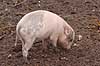 Hybrid-grisling. Grisling af krydsning mellem hjortesvin og tamsvin Babyrousa babyrussa X Sus domestica Zoologisk Have / K�benhavn Danmark  pattedyr Svin, Suidae, Parrett�ede hovdyr, Artiodactyla, gris, grisse, grislinger, gris, grisse, pattegris, pattegrise, krydsning, krydsninger, hybrider, hybridisering, avl, svineavl, genetik, genetisk, nedarvning, sensation, arter, arvelighed, arvelighedsl�re, sensation, sensationer