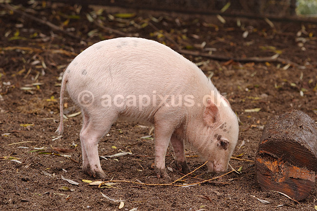 Hybrid-grisling. Grisling af krydsning mellem hjortesvin og tamsvin; Babyrousa babyrussa X Sus domestica; Zoologisk Have / K�benhavn; Danmark; ; pattedyr; Svin, Suidae, Parrett�ede hovdyr, Artiodactyla, gris, grisse, grislinger, gris, grisse, pattegris, pattegrise, krydsning, krydsninger, hybrider, hybridisering, avl, svineavl, genetik, genetisk, nedarvning, sensation, arter, arvelighed, arvelighedsl�re, sensation, sensationer