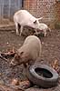 Svine-hybrider. Orne-faderen og tam-soen til sensations krydsningen mellem hjortesvin og tamsvin Babyrousa babyrussa X Sus domestica Zoologisk Have / K�benhavn Danmark  pattedyr Svin, Suidae, Parrett�ede hovdyr, Artiodactyla, gris, grisse, grislinger, gris, grisse, pattegris, pattegrise, krydsning, krydsninger, hybrider, hybridisering, avl, svineavl, genetik, genetisk, nedarvning, sensation, arter, arvelighed, arvelighedsl�re, sensation, sensationer