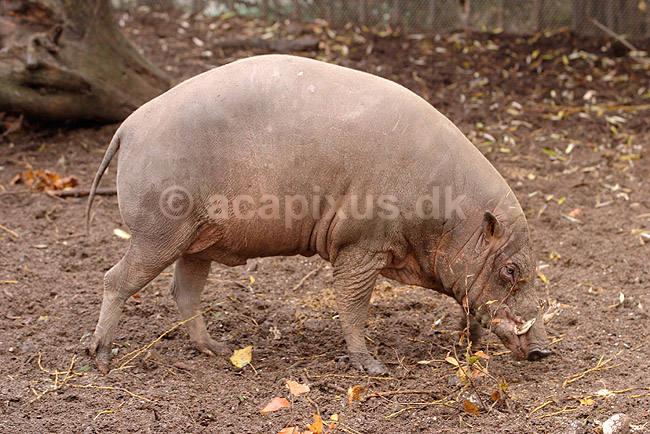 Hjortesvin. Orne-faderen til sensations krydsningen mellem hjortesvin og tamsvin; Babyrousa babyrussa; Zoologisk Have / K�benhavn; Danmark; ; pattedyr; Svin, Suidae, Parrett�ede hovdyr, Artiodactyla, gris, grisse, grislinger, gris, grisse, pattegris, pattegrise, krydsning, krydsninger, hybrider, hybridisering, avl, svineavl, genetik, genetisk, nedarvning, sensation, arter, arvelighed, arvelighedsl�re, sensation, sensationer