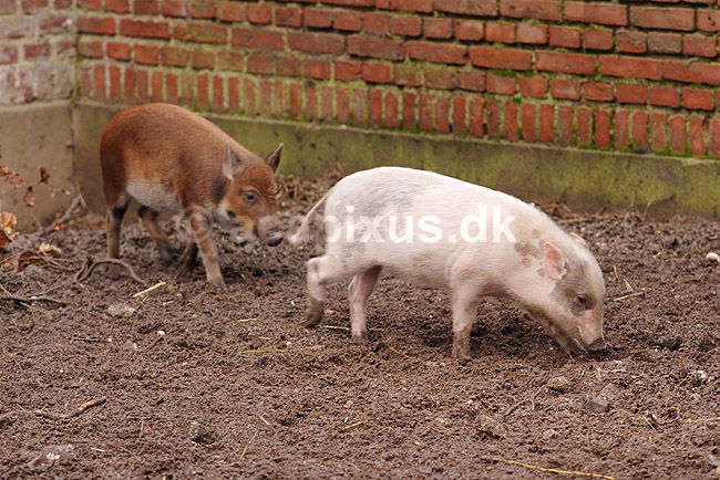 Hybrid-grislinger. Grisling af krydsning mellem hjortesvin og tamsvin; Babyrousa babyrussa X Sus domestica; Zoologisk Have / K�benhavn; Danmark; ; pattedyr; Svin, Suidae, Parrett�ede hovdyr, Artiodactyla, gris, grisse, grislinger, gris, grisse, pattegris, pattegrise, krydsning, krydsninger, hybrider, hybridisering, avl, svineavl, genetik, genetisk, nedarvning, sensation, arter, arvelighed, arvelighedsl�re, sensation, sensationer