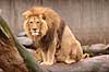 L�ve. Hanl�ve Panthera leo Zoologisk Have / K�benhavn   pattedyr Katte, Felidae, Rovdyr, Carnivora, kattedyr, l�ber, zoologiske haver