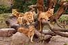 L�ve. Hanl�ve med l�veunger Panthera leo Zoologisk Have / K�benhavn   pattedyr Katte, Felidae, Rovdyr, Carnivora, kattedyr, l�ber, zoologiske haver
