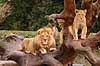 L�ve. Hanl�ve med l�veunger Panthera leo Zoologisk Have / K�benhavn   pattedyr Katte, Felidae, Rovdyr, Carnivora, kattedyr, l�ber, zoologiske haver