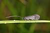 V�rflue. V�rflue p� sivblad Trichoptera H�kens�s Sverige  insekter V�rfluer, vandkvalitet