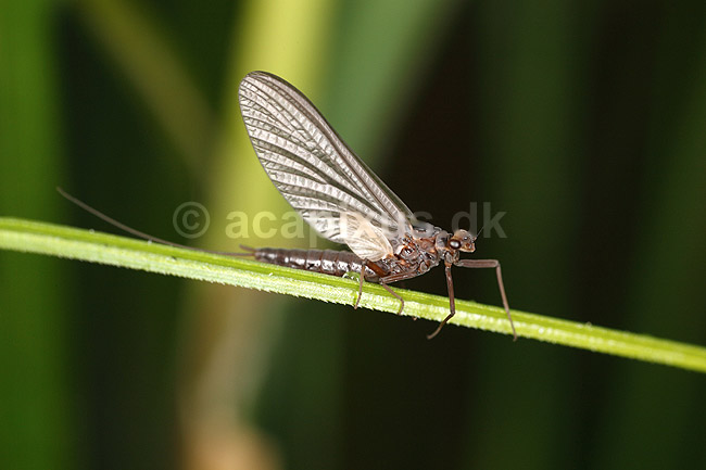 D�gnflue; Ephemeroptera; H�kens�s; Sverige; ; insekter; fluefiskeri, D�gnfluer, vandkvalitet