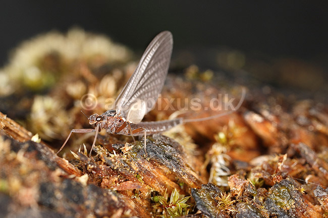 D�gnflue; Ephemeroptera; H�kens�s; Sverige; ; insekter; fluefiskeri, D�gnfluer, vandkvalitet