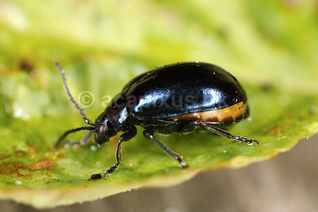 Ellebladbille. Elle bladbille; Agelastica alni, Galeruca alni; H�kens�s; Sverige; ; insekter; Bladbiller, Chrysomelidae, biller, Coleoptera