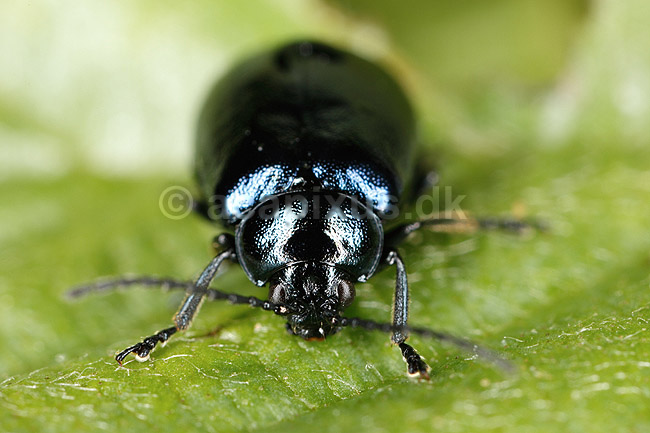 Ellebladbille. Elle bladbille; Agelastica alni, Galeruca alni; H�kens�s; Sverige; ; insekter; Bladbiller, Chrysomelidae, biller, Coleoptera