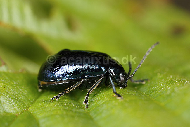 Ellebladbille. Elle bladbille; Agelastica alni, Galeruca alni; H�kens�s; Sverige; ; insekter; Bladbiller, Chrysomelidae, biller, Coleoptera