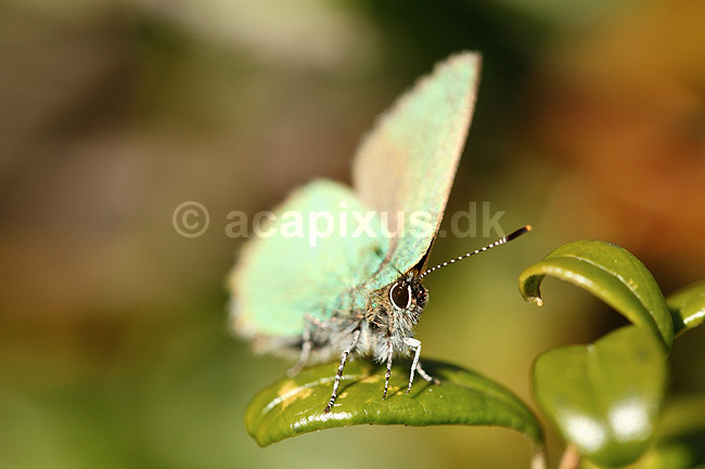 Bromb�rfugl. Bromb�rfugl, Gr�n busksommerfugl; Callophrys rubi; H�kens�sen; Sverige; ; insekter; Bl�fugle, Ildfugle, Lycaenidae, sommerfugle
