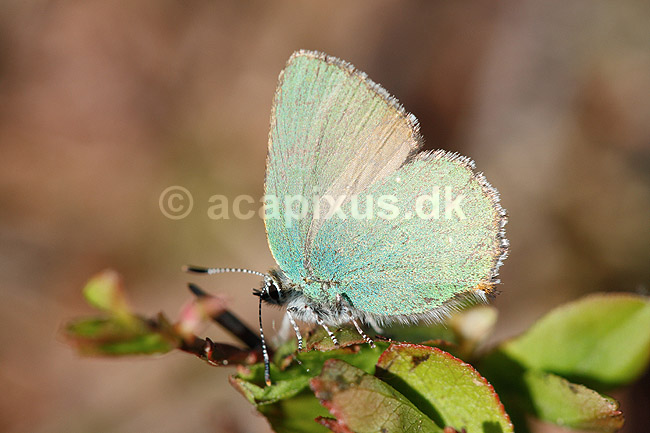 Bromb�rfugl. Bromb�rfugl, Gr�n busksommerfugl; Callophrys rubi; H�kens�sen; Sverige; ; insekter; Bl�fugle, Ildfugle, Lycaenidae, sommerfugle