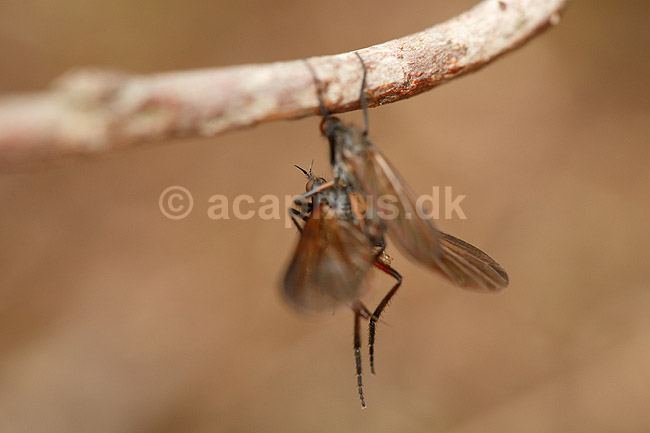 Rovflue. Rovfluer h�nger under gren under parring; Asilidae; H�kens�sen; Sverige; ; insekter; Rovfluer, Asilidae