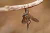 Rovflue. Rovfluer h�nger under gren under parring Asilidae H�kens�sen Sverige  insekter Rovfluer, Asilidae