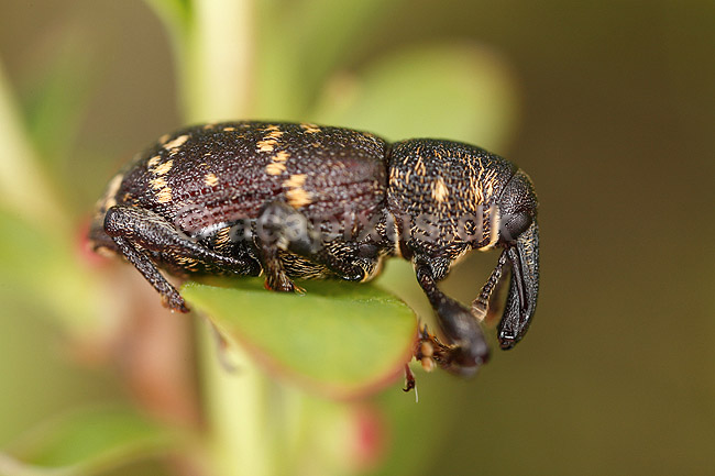 Gransnudebille. Gran snudebille; Hylobius abietis, Curculionidae; H�kens�sen; Sverige; ; insekter; Snudebiller, Curculionidae, biller, Coleoptera