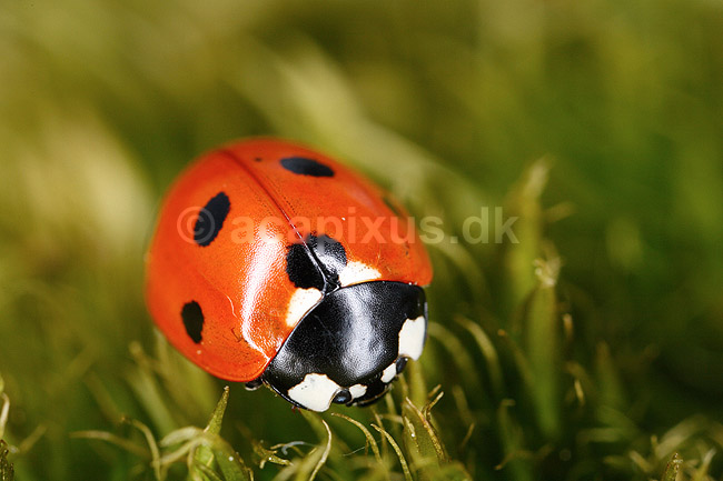 7-prikket marieh�ne. Syvprikket marieh�ne; Coccinella 7-punctata, Coccinella septempunctata; H�kens�sen; Sverige; ; insekter; Marieh�ns, Cocconilidae, biller, Coleoptera