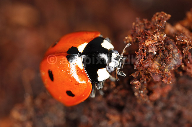 7-prikket marieh�ne. Syvprikket marieh�ne; Coccinella 7-punctata, Coccinella septempunctata; H�kens�sen; Sverige; ; insekter; Marieh�ns, Cocconilidae, biller, Coleoptera