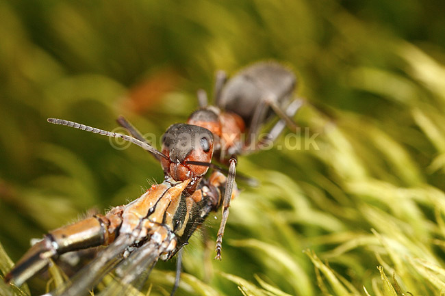 R�d Skovmyrer. R�d skovmyre sl�ber vandnymfe krop til boet; Formica rufa; H�kens�sen; Sverige; ; insekter; Homoptera, Formicidae, myrer, �revingede, Hymenoptera