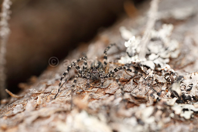 Jagtedderkop. Jagt edderkop p� granstamme; Lycosidae, Pardosa sp.; H�kens�sen; Sverige; ; spindlere; Edderkopper, Araneae, jagtedderkopper