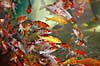 Koi-karper. Koikarper i akvarium Cyprinus carpio Palmitos Park   fisk karpefisk prydfisk Cyprinidae