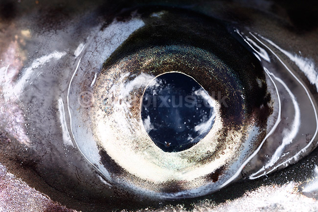 �rred�je. Close-up af �je - �rred; Salmo sp.; H�kens�s; Sverige; ; fisk; Lystfiskeri, madlavning, spisefisk, Salmonidae