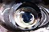 �rred�je. Close-up af �je - �rred Salmo sp. H�kens�s Sverige  fisk Lystfiskeri, madlavning, spisefisk, Salmonidae